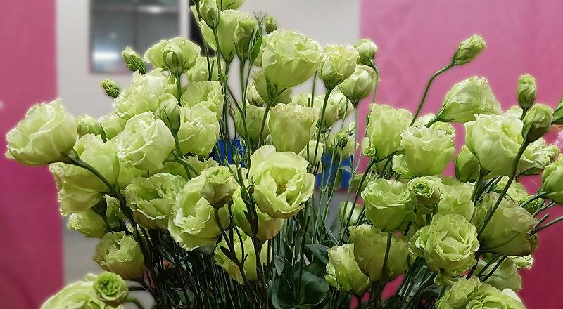 洋桔梗 琥珀重辮綠 (圖片3)