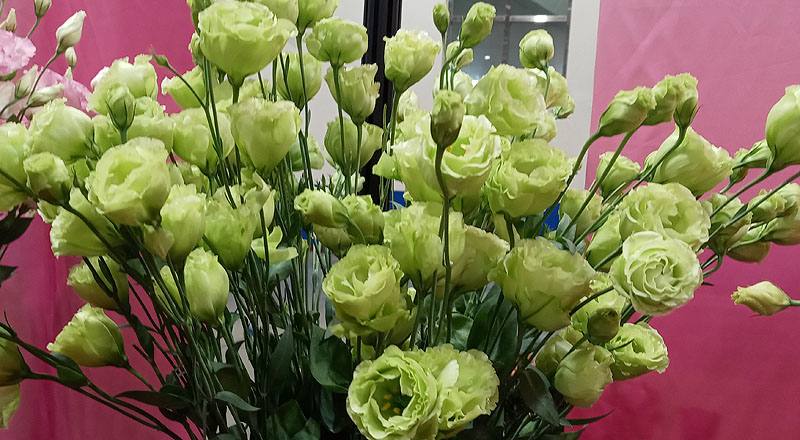 洋桔梗 琥珀重辮綠 (圖片4)