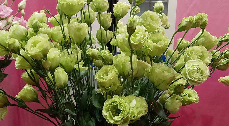 洋桔梗 琥珀重辮綠 (圖片5)