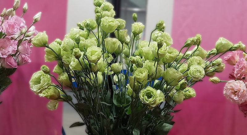 洋桔梗 琥珀重辮綠 (圖片1)