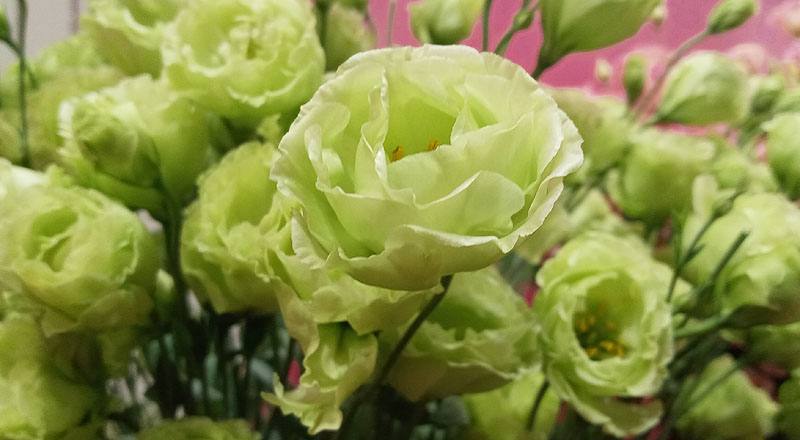 洋桔梗 琥珀重辮綠 (圖片7)