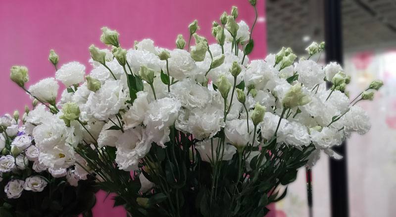 洋桔梗 順風白 (圖片1)