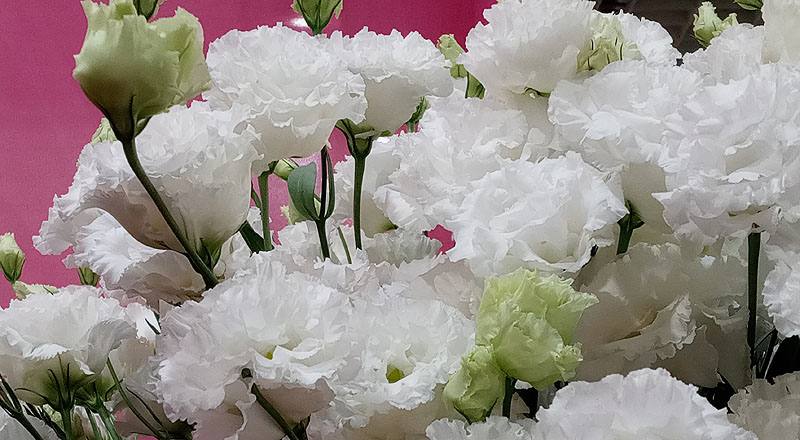 洋桔梗 順風白 (圖片7)