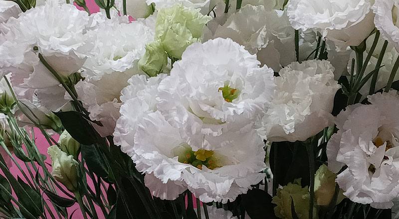 洋桔梗 順風白 (圖片6)