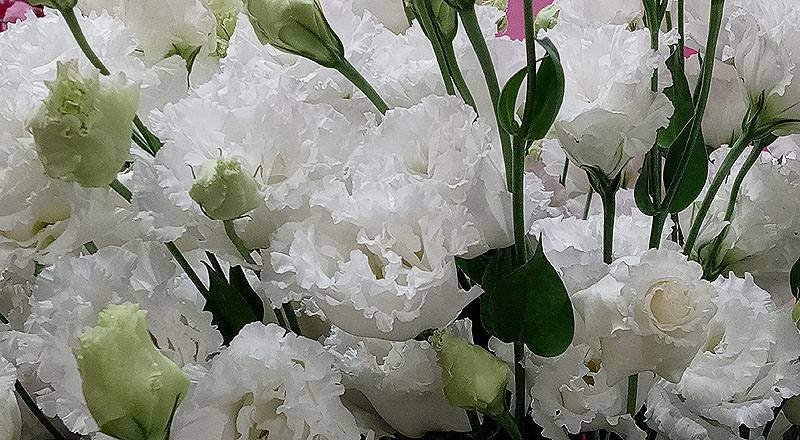 洋桔梗 順風白 (圖片5)