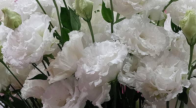 洋桔梗 順風白 (圖片3)