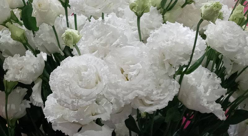 洋桔梗 順風白 (圖片4)