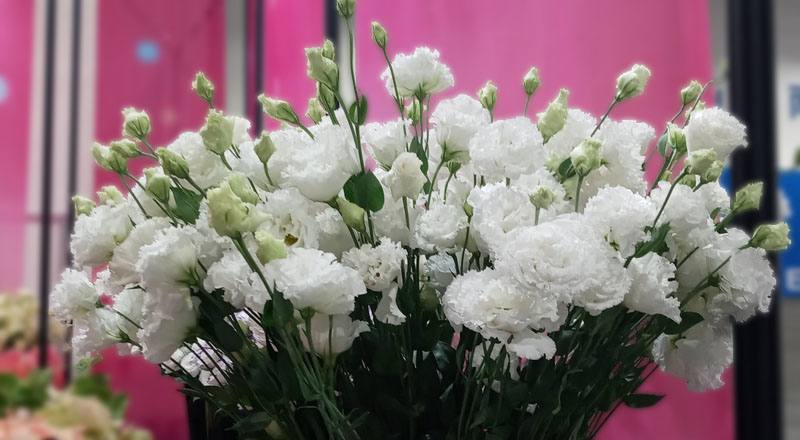 洋桔梗 順風白 (圖片2)