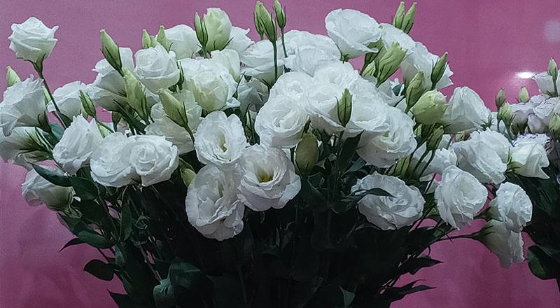 洋桔梗 新禧4白雪 (圖片2)