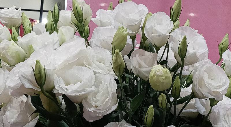 洋桔梗 新禧4白雪 (圖片4)