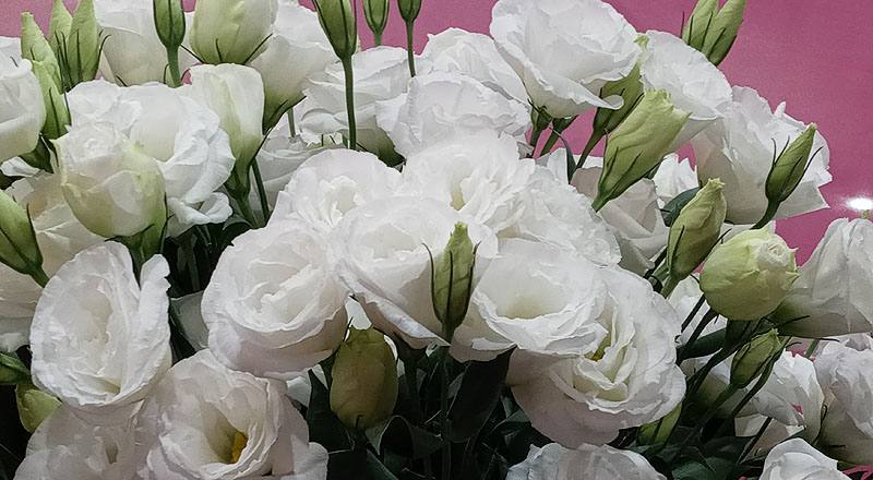 洋桔梗 新禧4白雪 (圖片3)