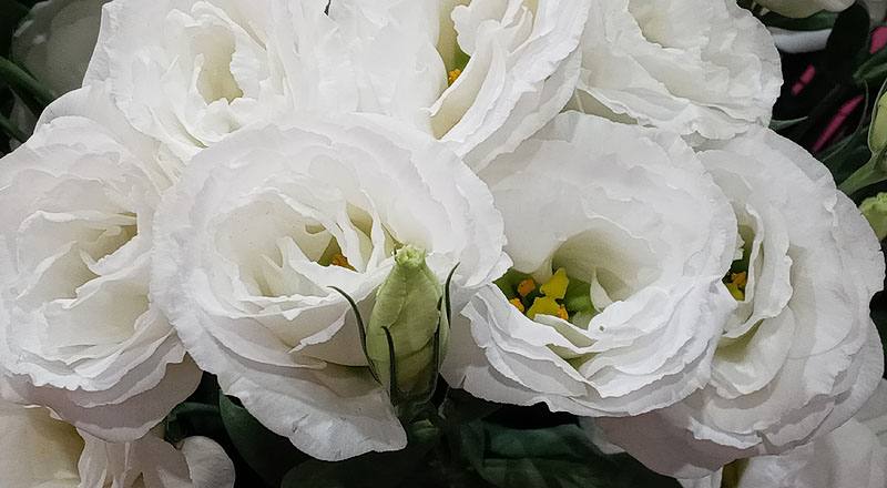 洋桔梗 新禧4白雪 (圖片6)