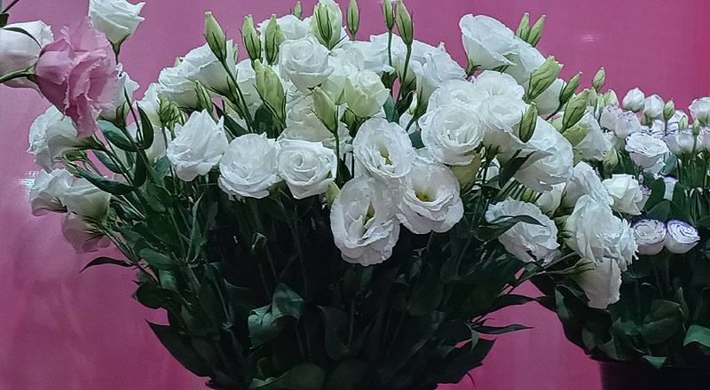 洋桔梗 新禧4白雪 (圖片1)