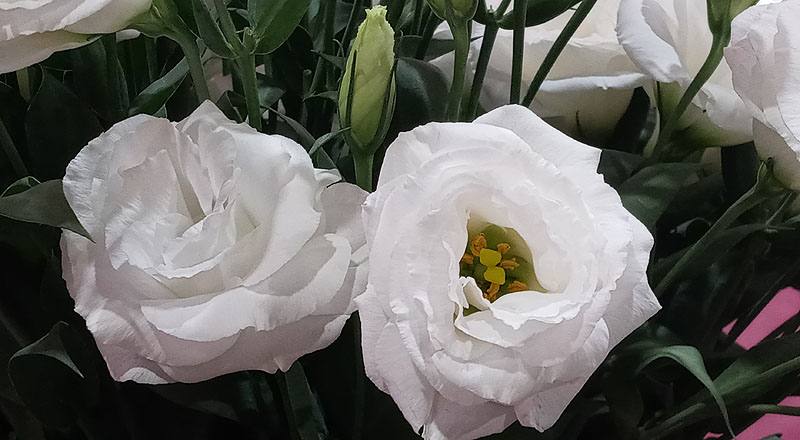 洋桔梗 新禧4白雪 (圖片5)