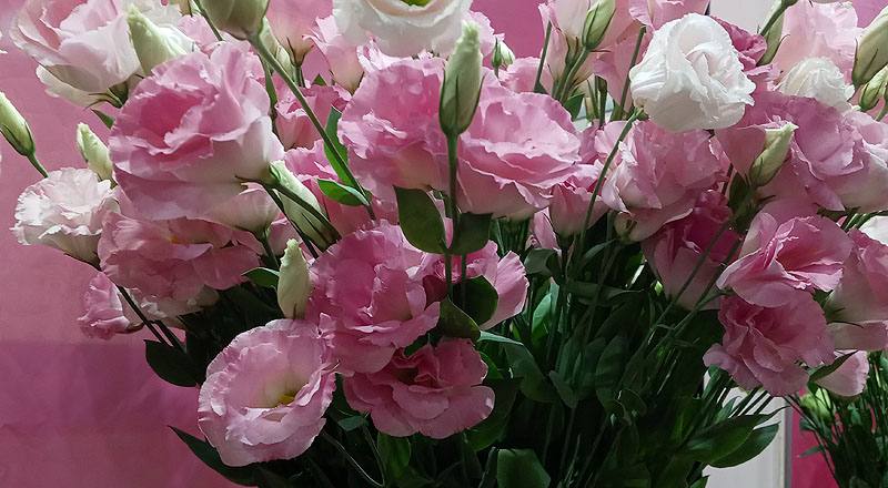 洋桔梗 雙辮粉 (圖片4)