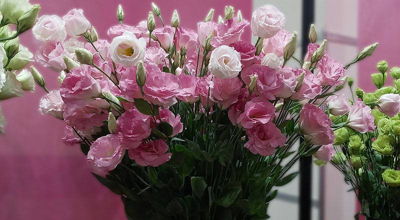 洋桔梗 雙辮粉 (圖片2)