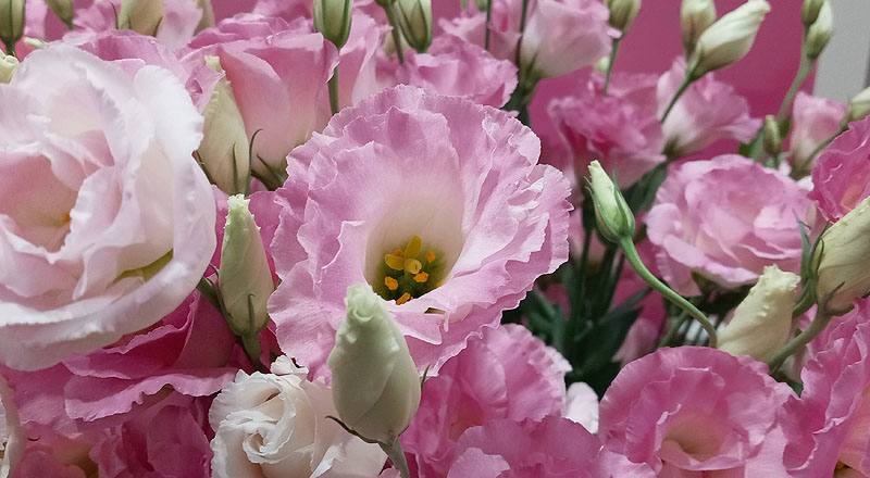 洋桔梗 雙辮粉 (圖片6)