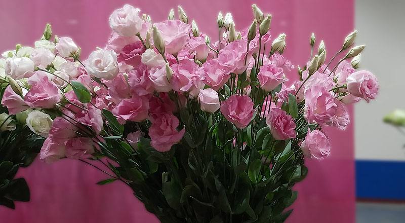 洋桔梗 雙辮粉 (圖片1)