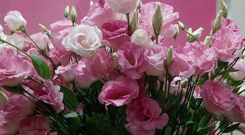 洋桔梗 雙辮粉 (圖片3)