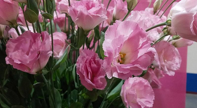 洋桔梗 雙辮粉 (圖片5)