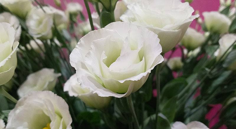 洋桔梗 雙辮綠 (圖片5)