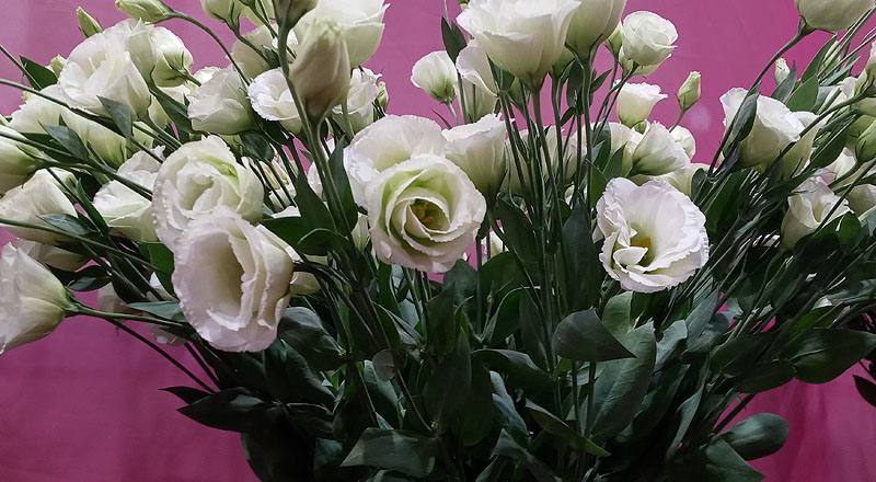 洋桔梗 雙辮綠 (圖片2)