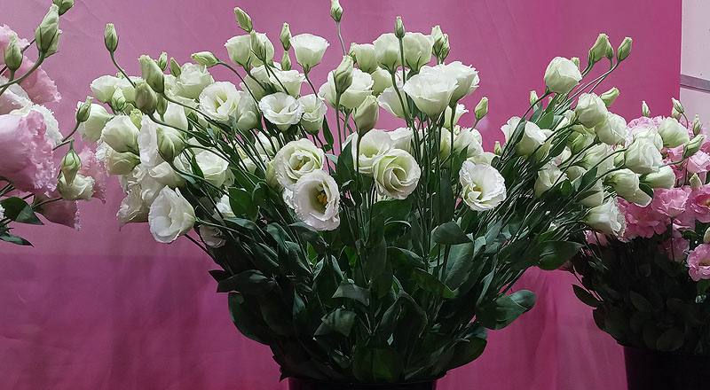 洋桔梗 雙辮綠 (圖片1)