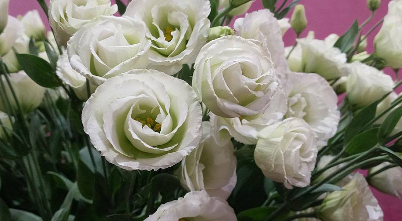 洋桔梗 雙辮綠 (圖片4)