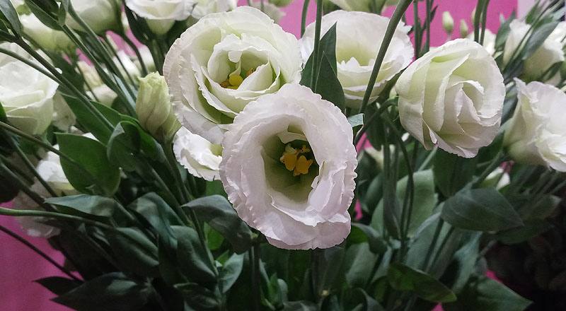 洋桔梗 雙辮綠 (圖片6)