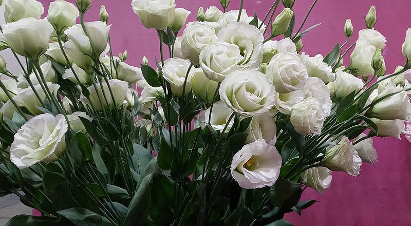 洋桔梗 雙辮綠 (圖片3)