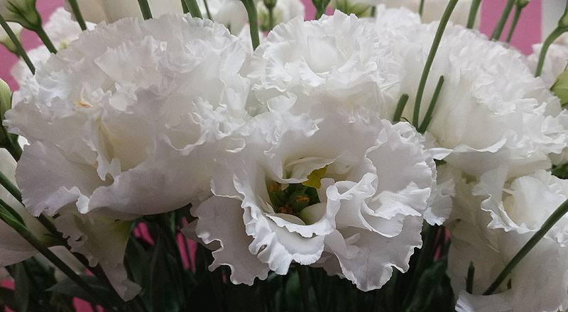 洋桔梗 雙辯白 (圖片5)