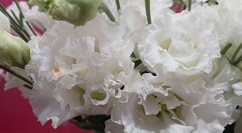 洋桔梗 雙辯白 (圖片7)