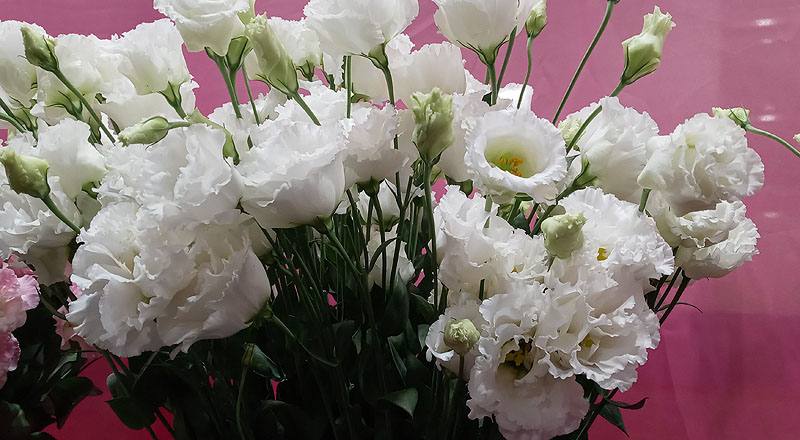 洋桔梗 雙辯白 (圖片4)