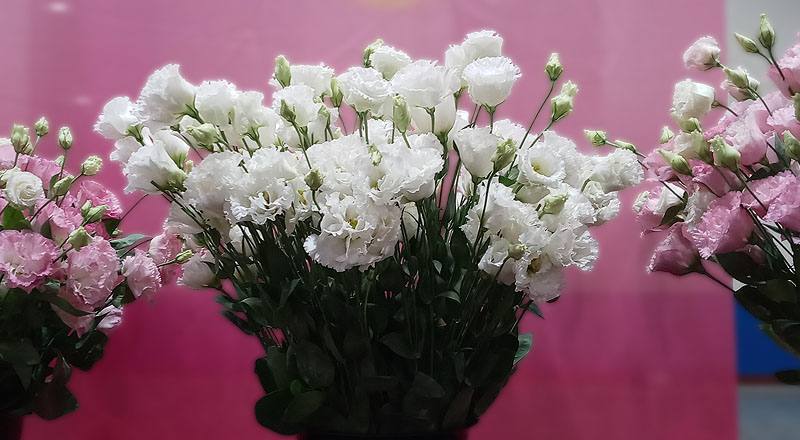 洋桔梗 雙辯白 (圖片1)