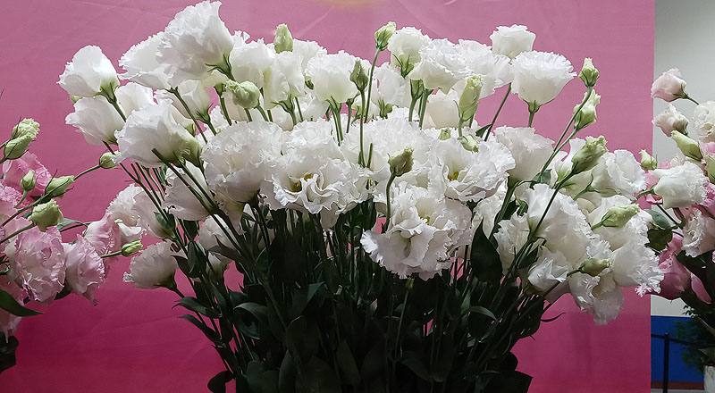 洋桔梗 雙辯白 (圖片2)