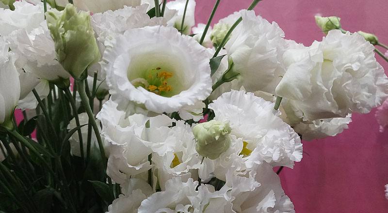 洋桔梗 雙辯白 (圖片6)