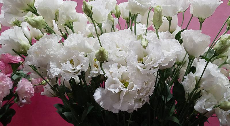 洋桔梗 雙辯白 (圖片3)