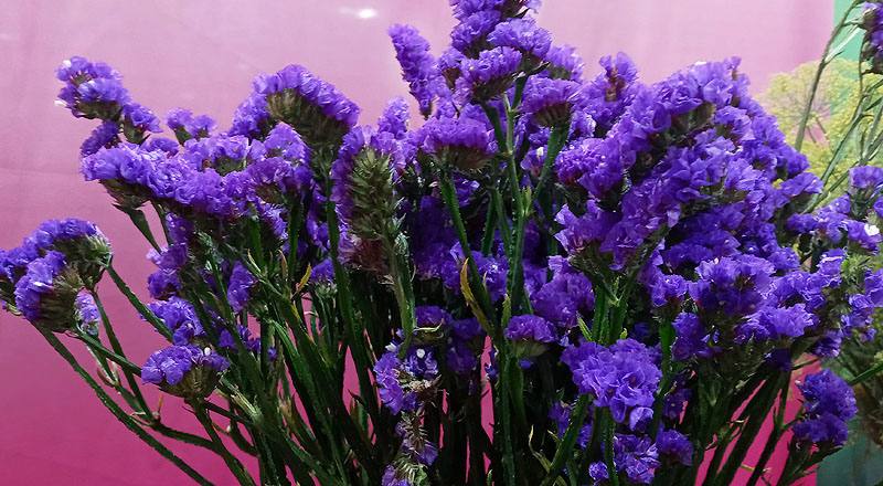 星辰花 紫 (圖片2)