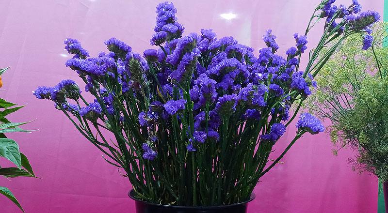 星辰花 紫 (圖片1)