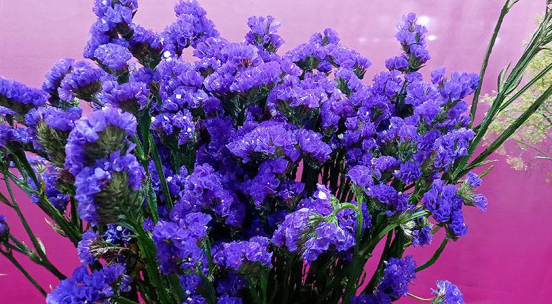 星辰花 紫 (圖片3)