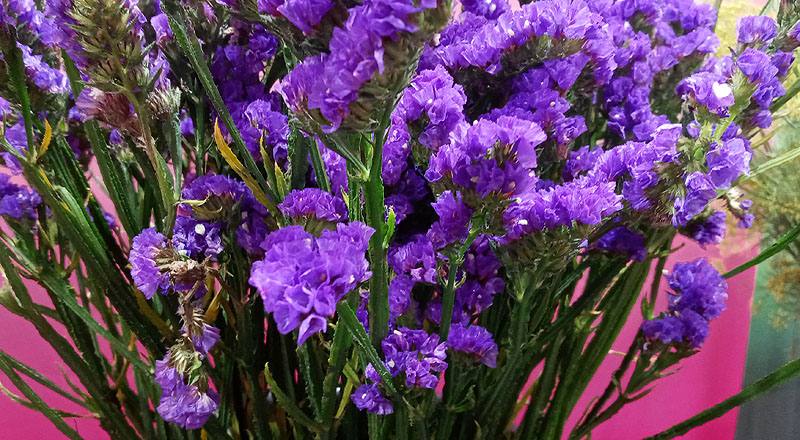 星辰花 紫 (圖片4)