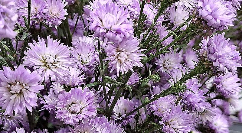 紫孔雀 春天 (圖片2)