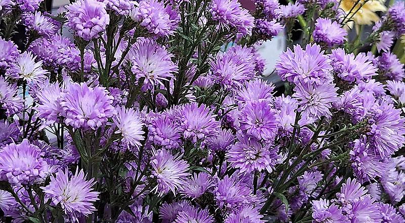 紫孔雀 春天 (圖片3)