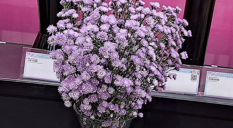 紫孔雀 春天 (圖片1)