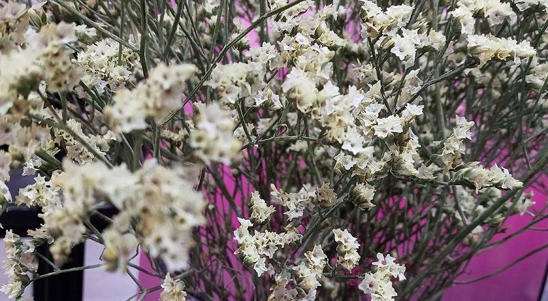 水晶花 黃鑽 (圖片4)