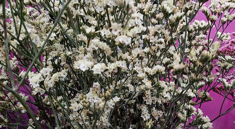 水晶花 黃鑽 (圖片3)