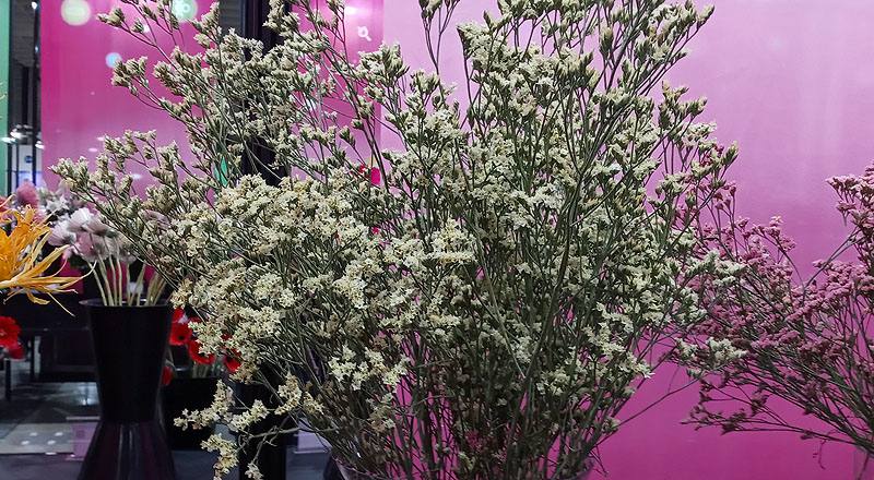 水晶花 黃鑽 (圖片1)