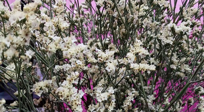 水晶花 黃鑽 (圖片2)