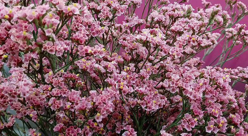 水晶花 粉鑽 (圖片5)