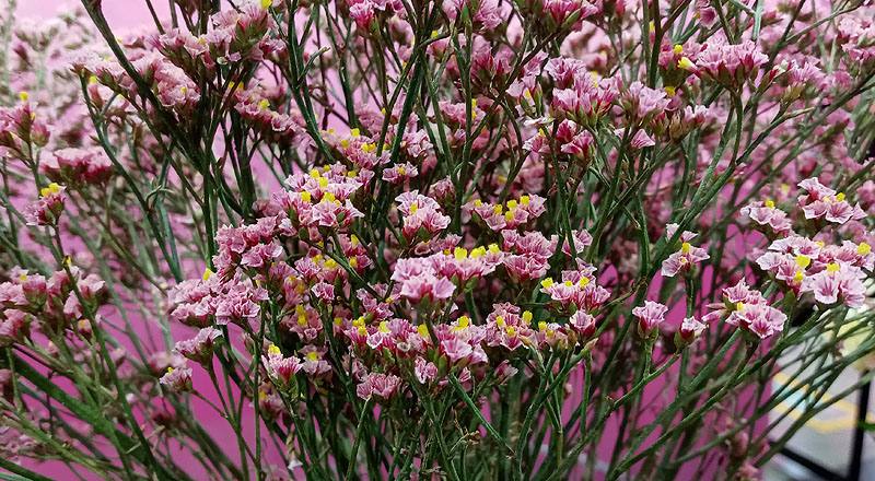 水晶花 粉鑽 (圖片3)